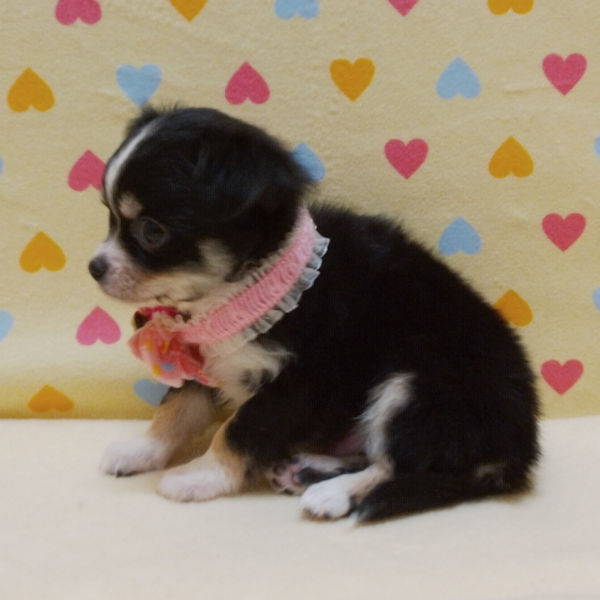 チワワ (ロングコート) - 画像 (3)