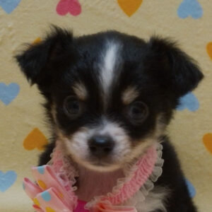 チワワ (ロングコート)