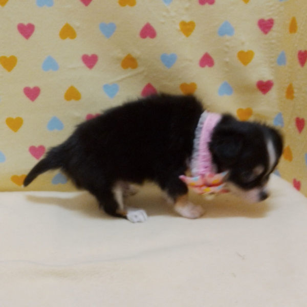 チワワ (ロングコート) - 画像 (4)