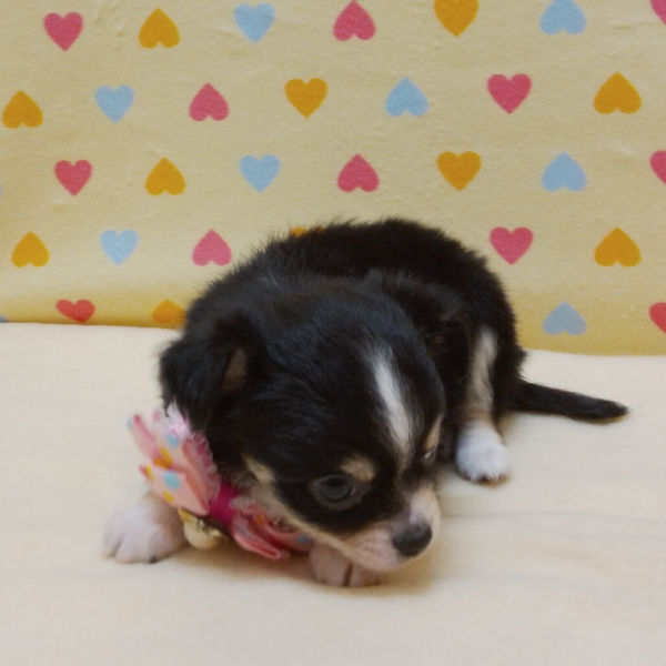 チワワ (ロングコート) - 画像 (5)