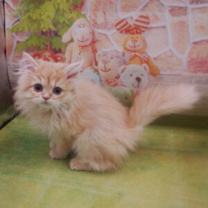 Alternative view of マンチカン