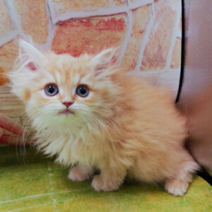 Alternative view of マンチカン