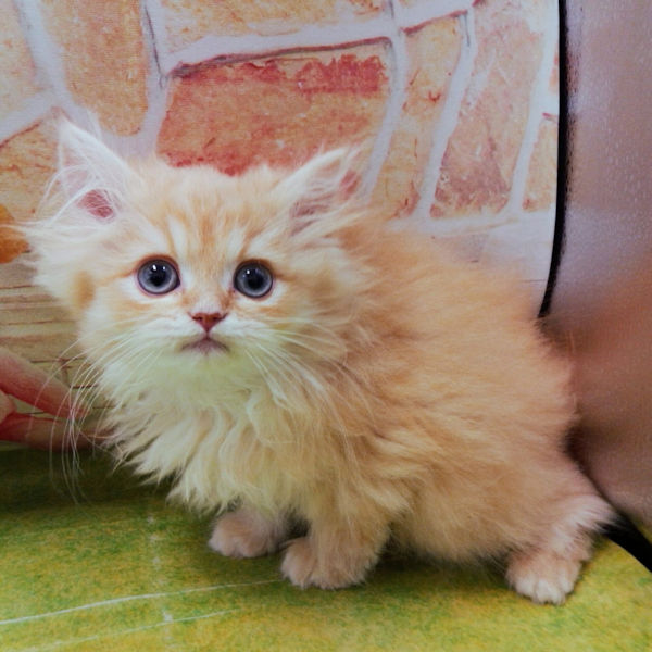 マンチカン - 画像 (2)