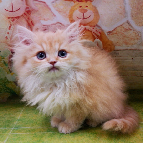 マンチカン - 画像 (3)