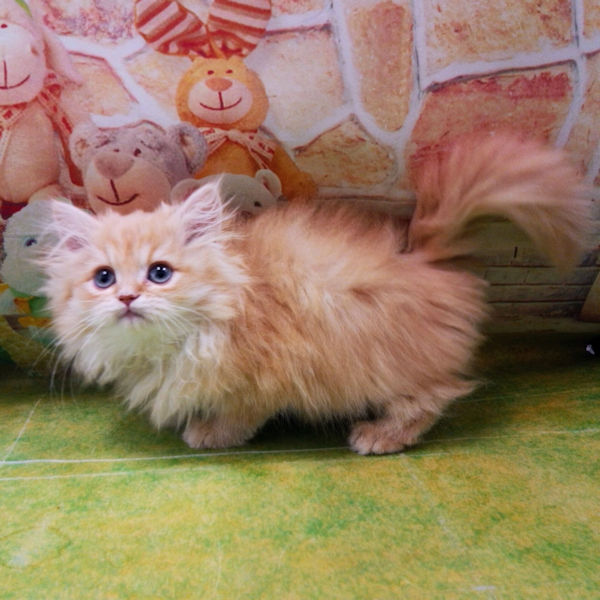 マンチカン - 画像 (4)