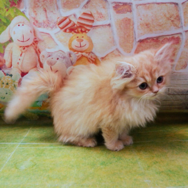 マンチカン - 画像 (5)