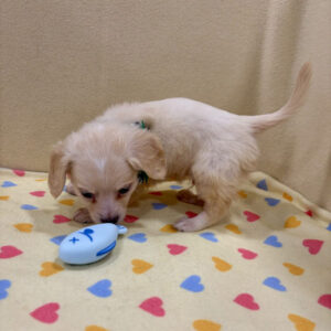 Alternative view of ミックス犬