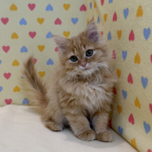 Alternative view of マンチカン