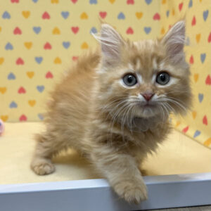 Alternative view of マンチカン