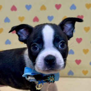 ボストン・テリア