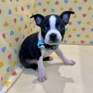 Alternative view of ボストン・テリア