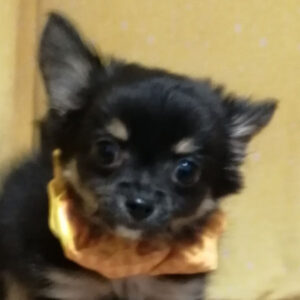 チワワ (ロングコート)