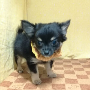 Alternative view of チワワ (ロングコート)