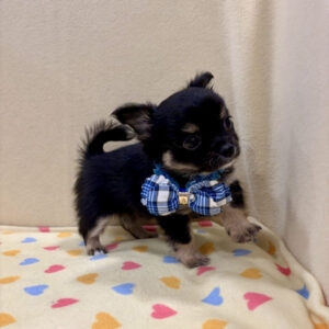 Alternative view of チワワ (ロングコート)