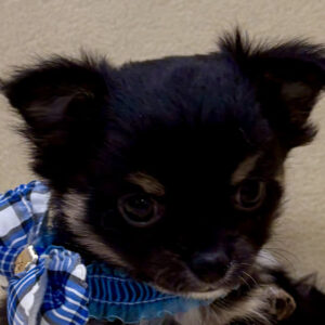 チワワ (ロングコート)