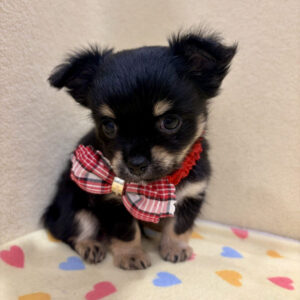 Alternative view of チワワ (ロングコート)