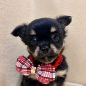 チワワ (ロングコート)