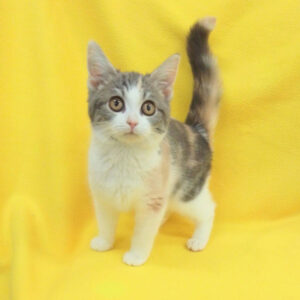 Alternative view of マンチカン