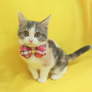 Alternative view of マンチカン