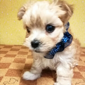 Alternative view of ミックス犬