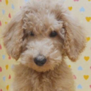 スタンダード・プードル