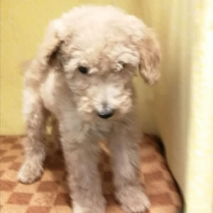 Alternative view of スタンダード・プードル