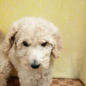 スタンダード・プードル