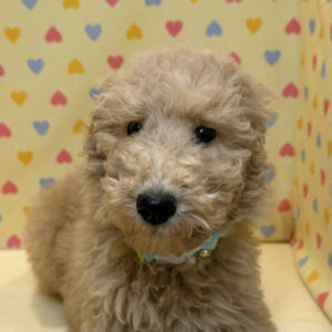 スタンダード・プードル