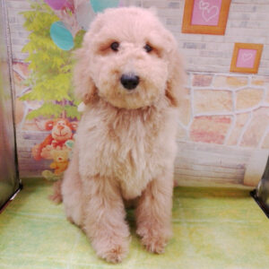 Alternative view of スタンダード・プードル