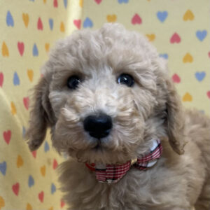 スタンダード・プードル