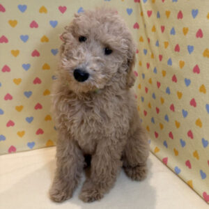 Alternative view of スタンダード・プードル