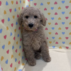 Alternative view of スタンダード・プードル