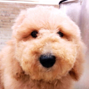 スタンダード・プードル