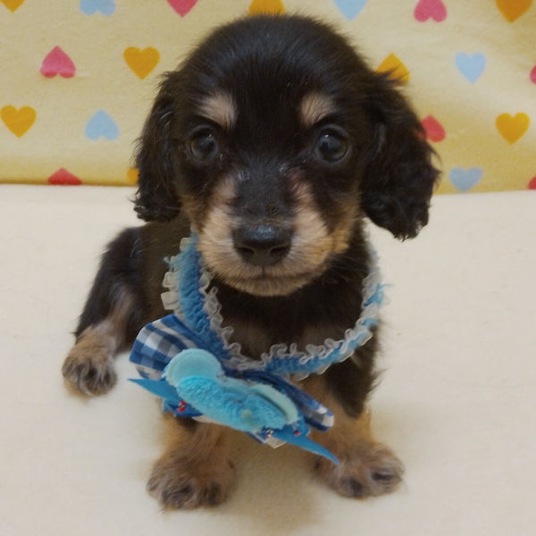 ミニチュア・ダックスフンド(ロングヘアード) - 画像 (2)