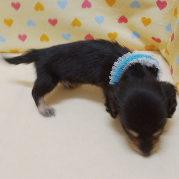 ミニチュア・ダックスフンド(ロングヘアード) - 画像 (3)