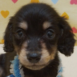 ミニチュア・ダックスフンド(ロングヘアード)