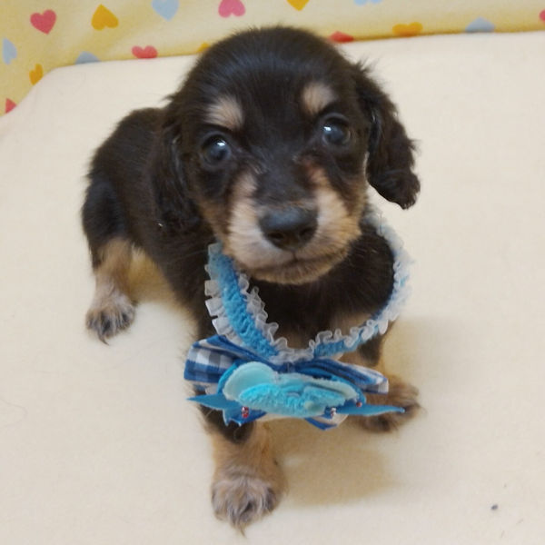 ミニチュア・ダックスフンド(ロングヘアード) - 画像 (4)