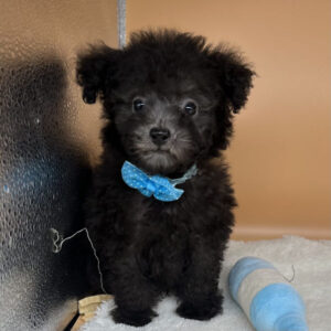 Alternative view of トイ・プードル