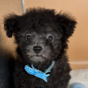 トイ・プードル