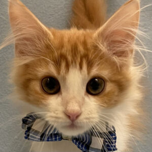 ノルウェージャン・フォレスト・キャット