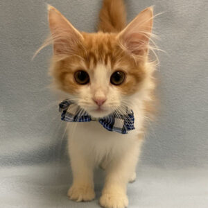 Alternative view of ノルウェージャン・フォレスト・キャット