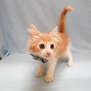 Alternative view of ノルウェージャン・フォレスト・キャット