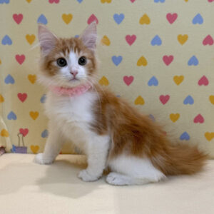 Alternative view of ノルウェージャン・フォレスト・キャット