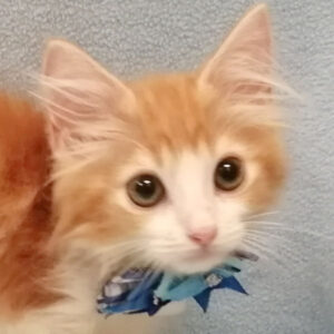 ノルウェージャン・フォレスト・キャット