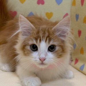 ノルウェージャン・フォレスト・キャット