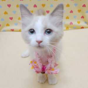 Alternative view of ラグドール