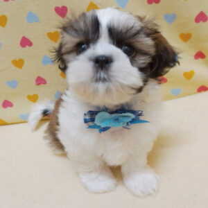 Alternative view of シー・ズー