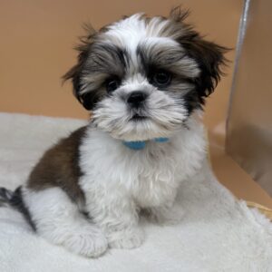 Alternative view of シー・ズー