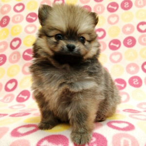 Alternative view of ミックス犬