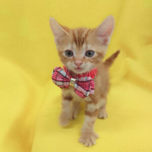 Alternative view of アメリカン・ショートヘアー